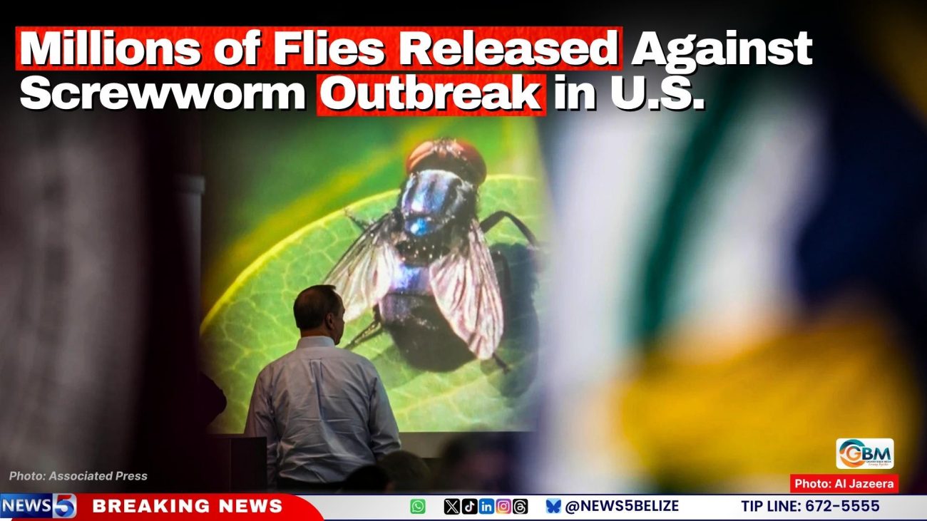Millions of Flies Released Against Screwworm Outbreak in U.S.