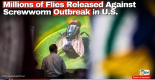 Millions of Flies Released Against Screwworm Outbreak in U.S.