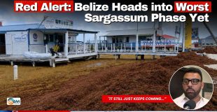 Red Alert: Belize Heads into Worst Sargassum Phase Yet