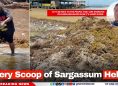 “Every Scoop of Sargassum Helps”