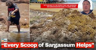 “Every Scoop of Sargassum Helps”
