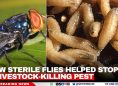 How Sterile Flies Helped Stop a Livestock-Killing Pest
