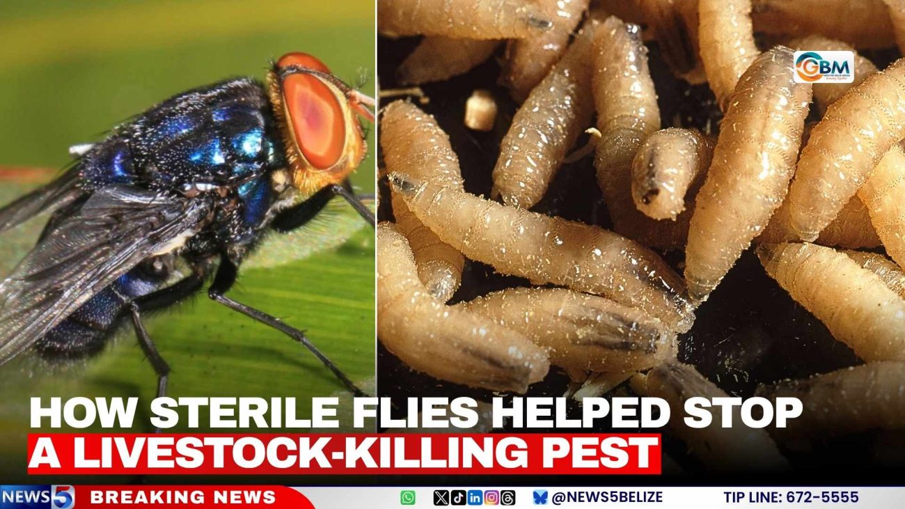 How Sterile Flies Helped Stop a Livestock-Killing Pest