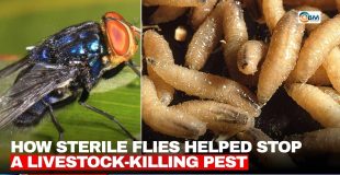 How Sterile Flies Helped Stop a Livestock-Killing Pest