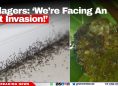 Villagers: ‘We’re Facing An Ant Invasion!’