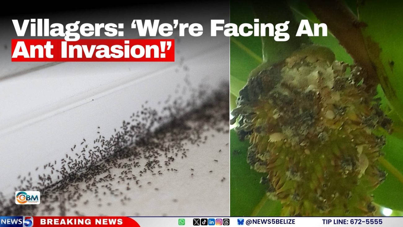 Villagers: ‘We’re Facing An Ant Invasion!’