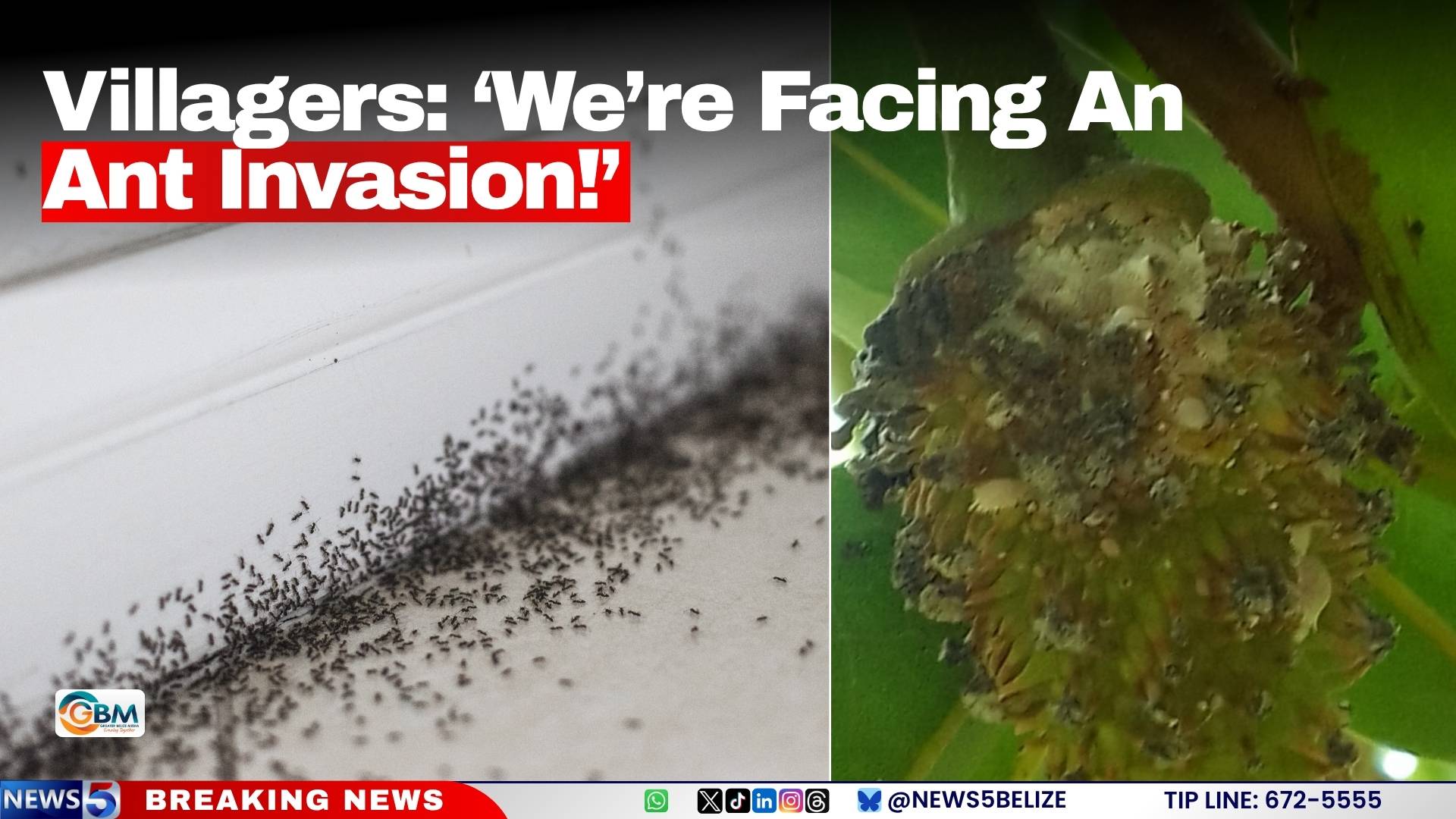 Villagers: ‘We’re Facing An Ant Invasion!’