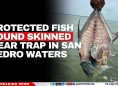 Protected Fish Found Skinned Near Trap in San Pedro Waters