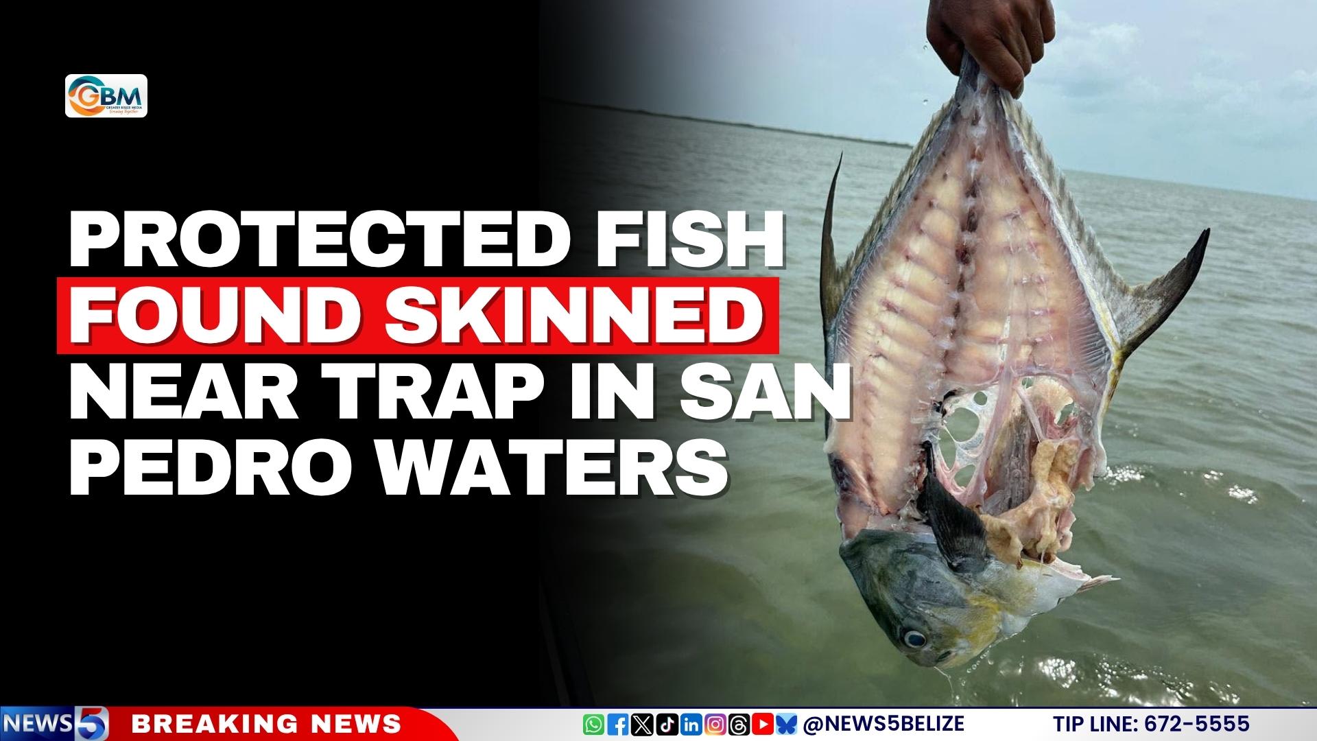 Protected Fish Found Skinned Near Trap in San Pedro Waters