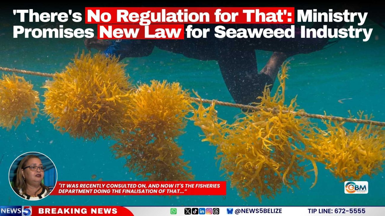 'There's No Regulation for That': Ministry Promises New Law for Seaweed Industry