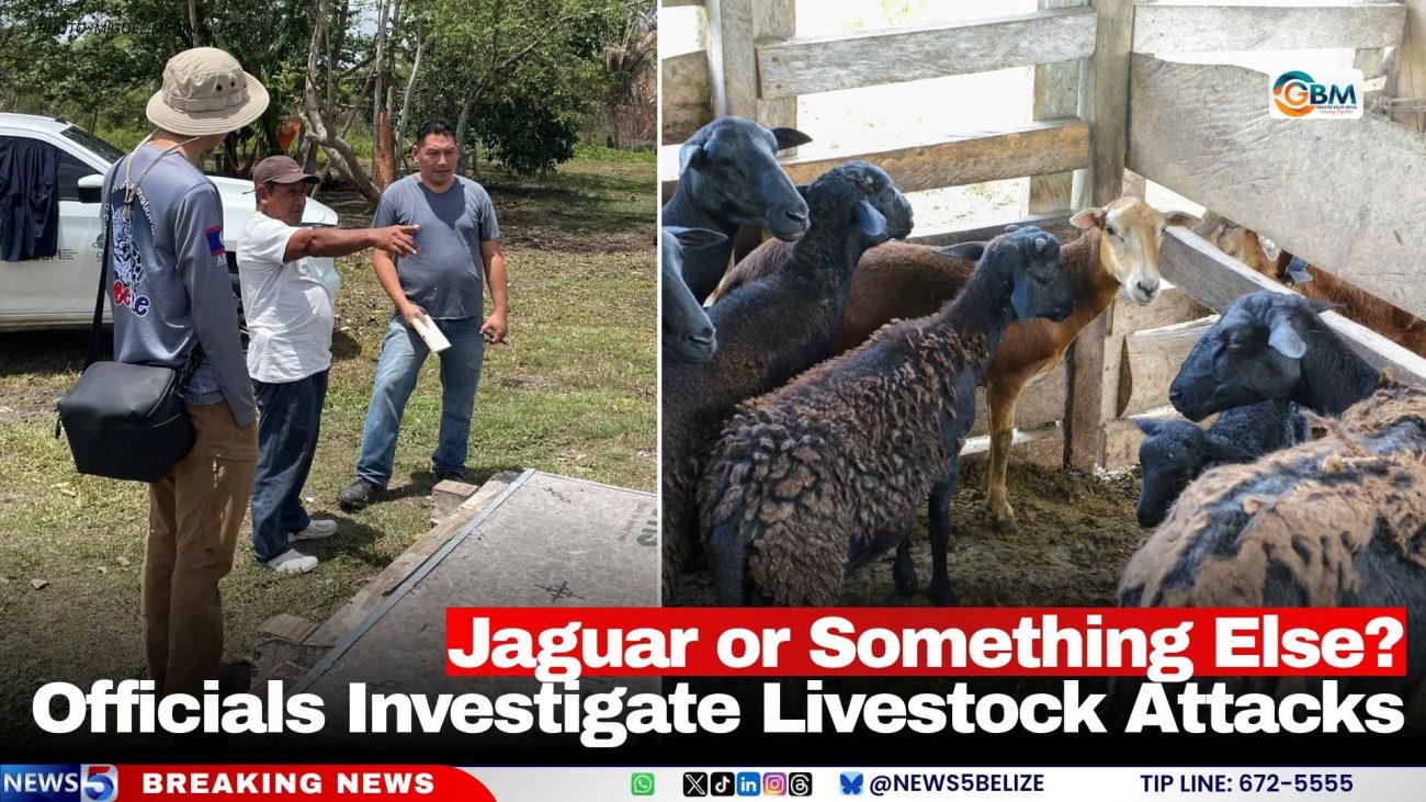 Jaguar or Something Else? Officials Investigate Livestock Attacks