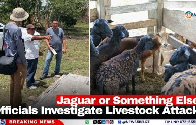 Jaguar or Something Else? Officials Investigate Livestock Attacks