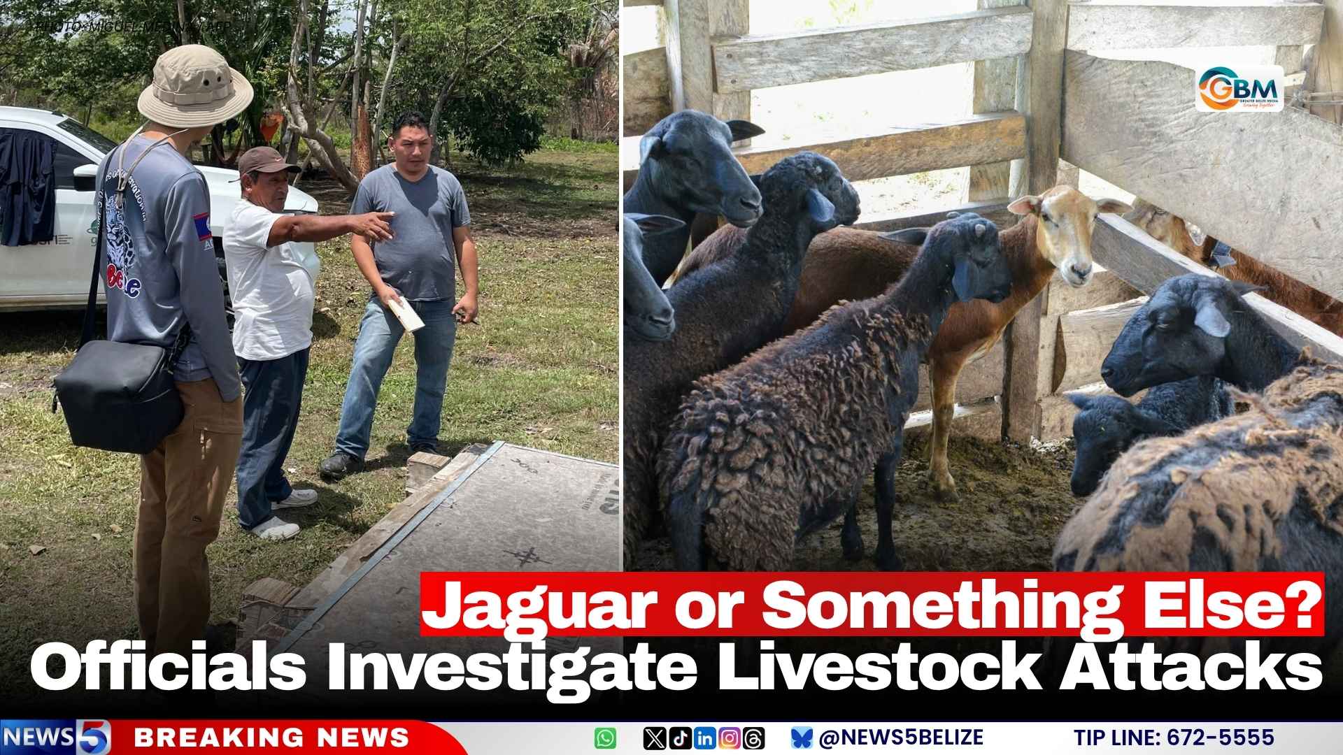 Jaguar or Something Else? Officials Investigate Livestock Attacks