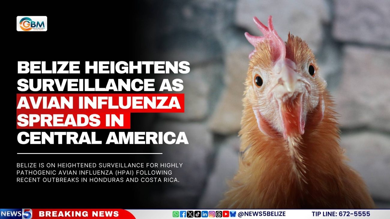 Belize Heightens Surveillance as Avian Influenza Spreads in Central America