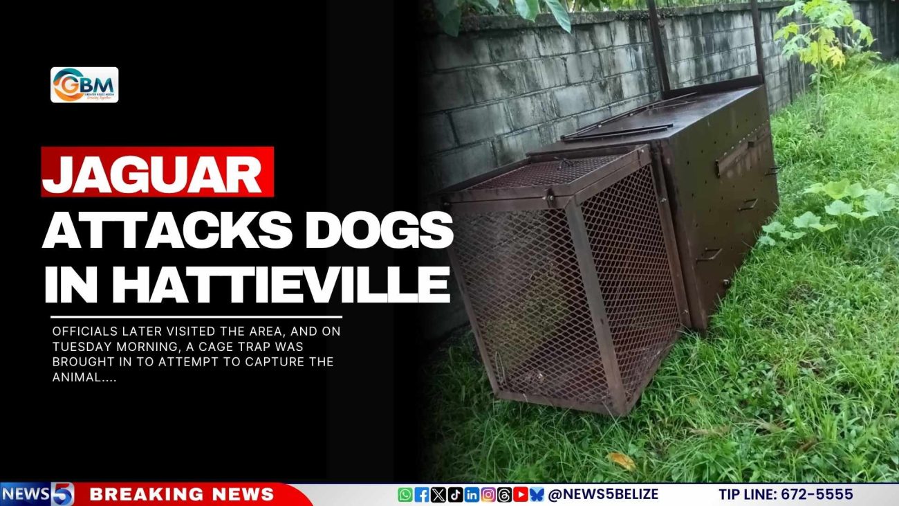 Jaguar Attacks Dogs in Hattieville