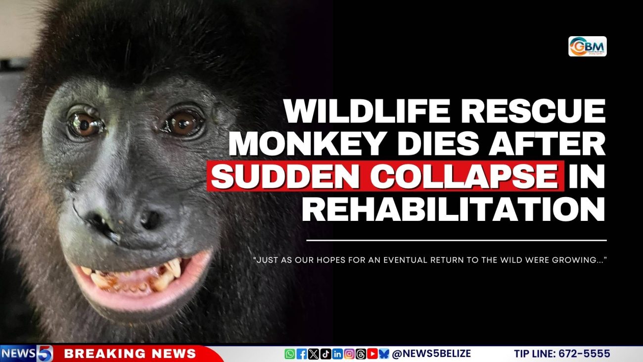 Wildlife Rescue Monkey Dies After Sudden Collapse in Rehabilitation