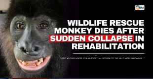 Wildlife Rescue Monkey Dies After Sudden Collapse in Rehabilitation