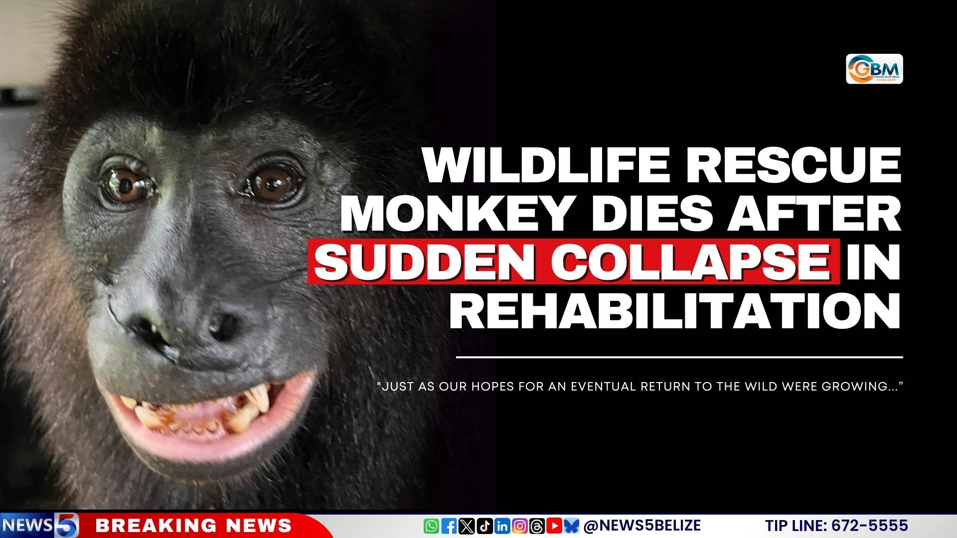 Wildlife Rescue Monkey Dies After Sudden Collapse in Rehabilitation