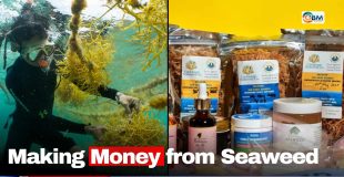 Making Money from Seaweed