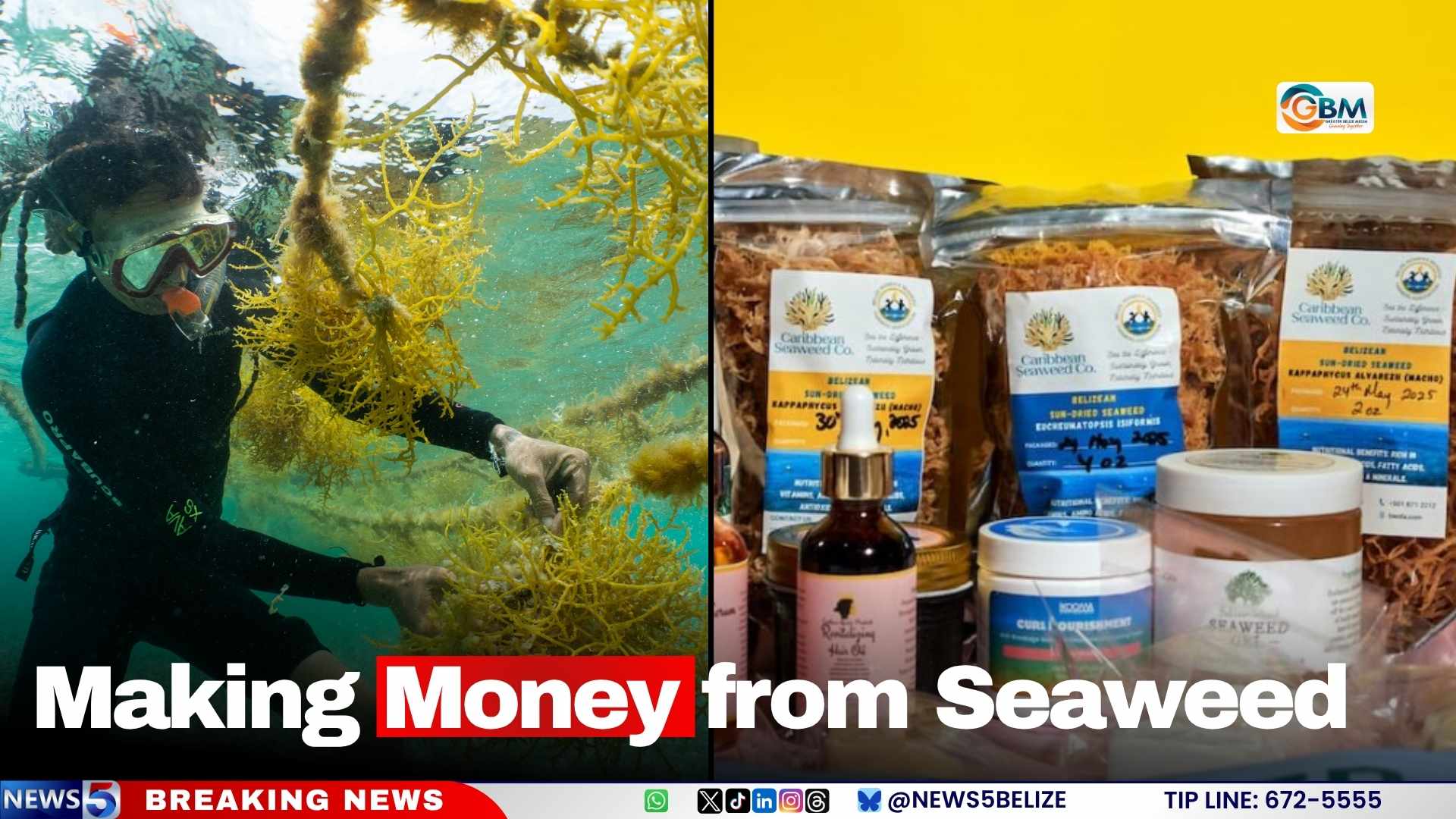 Making Money from Seaweed