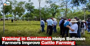 Training in Guatemala Helps Belizean Farmers Improve Cattle Farming