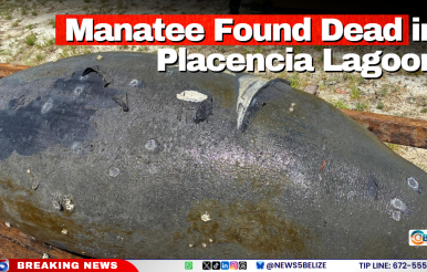 Manatee Found Dead in Placencia Lagoon