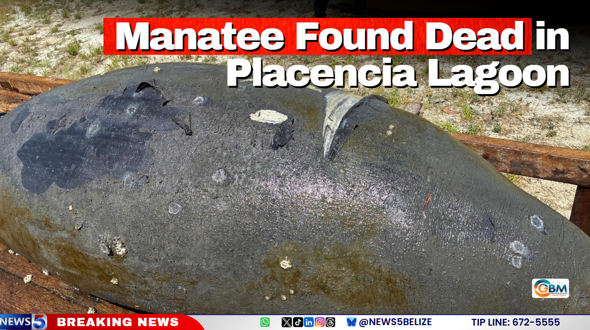 Manatee Found Dead in Placencia Lagoon