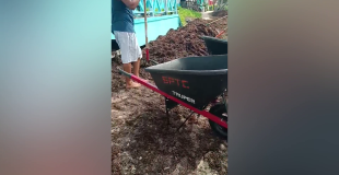 Beach Cleanups Gain Momentum Amid Sargassum Surge