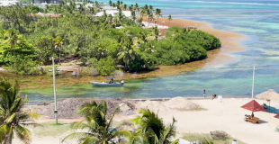Sargassum Surge Pushes Belize Toward Crisis