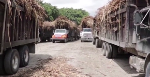 Tate & Lyle Loses Appeal as Belize Sugar Farmers Push High-Stakes Case Forward
