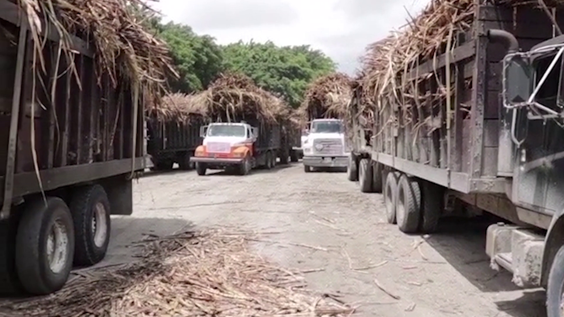 Tate & Lyle Loses Appeal as Belize Sugar Farmers Push High-Stakes Case Forward