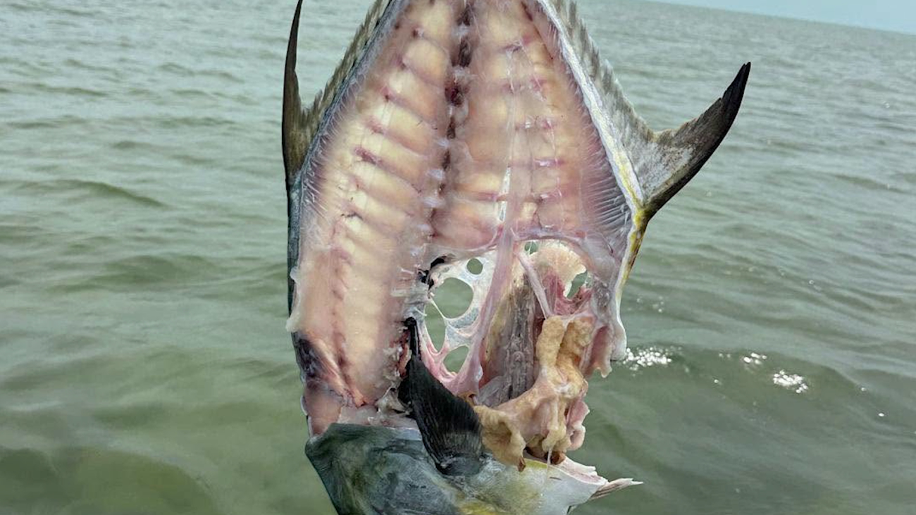 Protected Permit Fish Found Skinned Near San Pedro