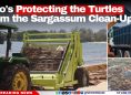 Who's Protecting the Turtles From the Sargassum Clean-Up?