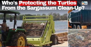 Who's Protecting the Turtles From the Sargassum Clean-Up?