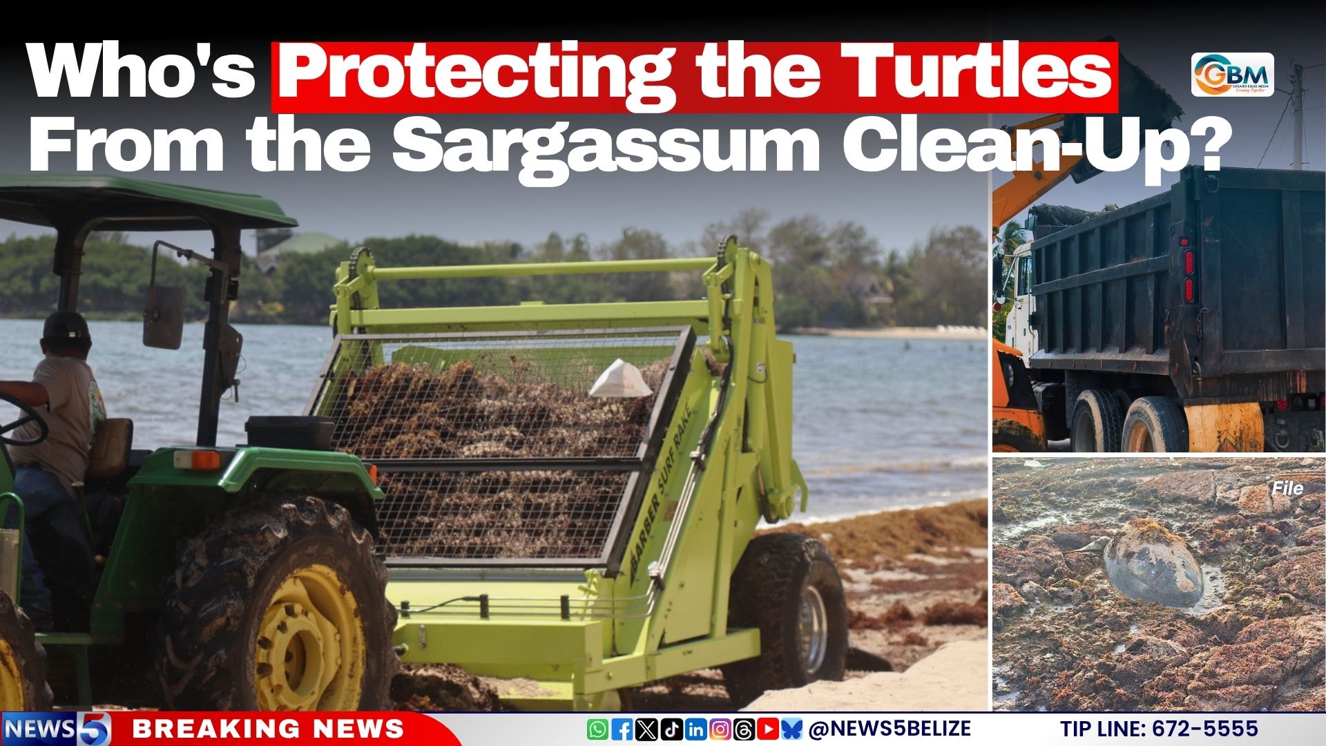 Who's Protecting the Turtles From the Sargassum Clean-Up?