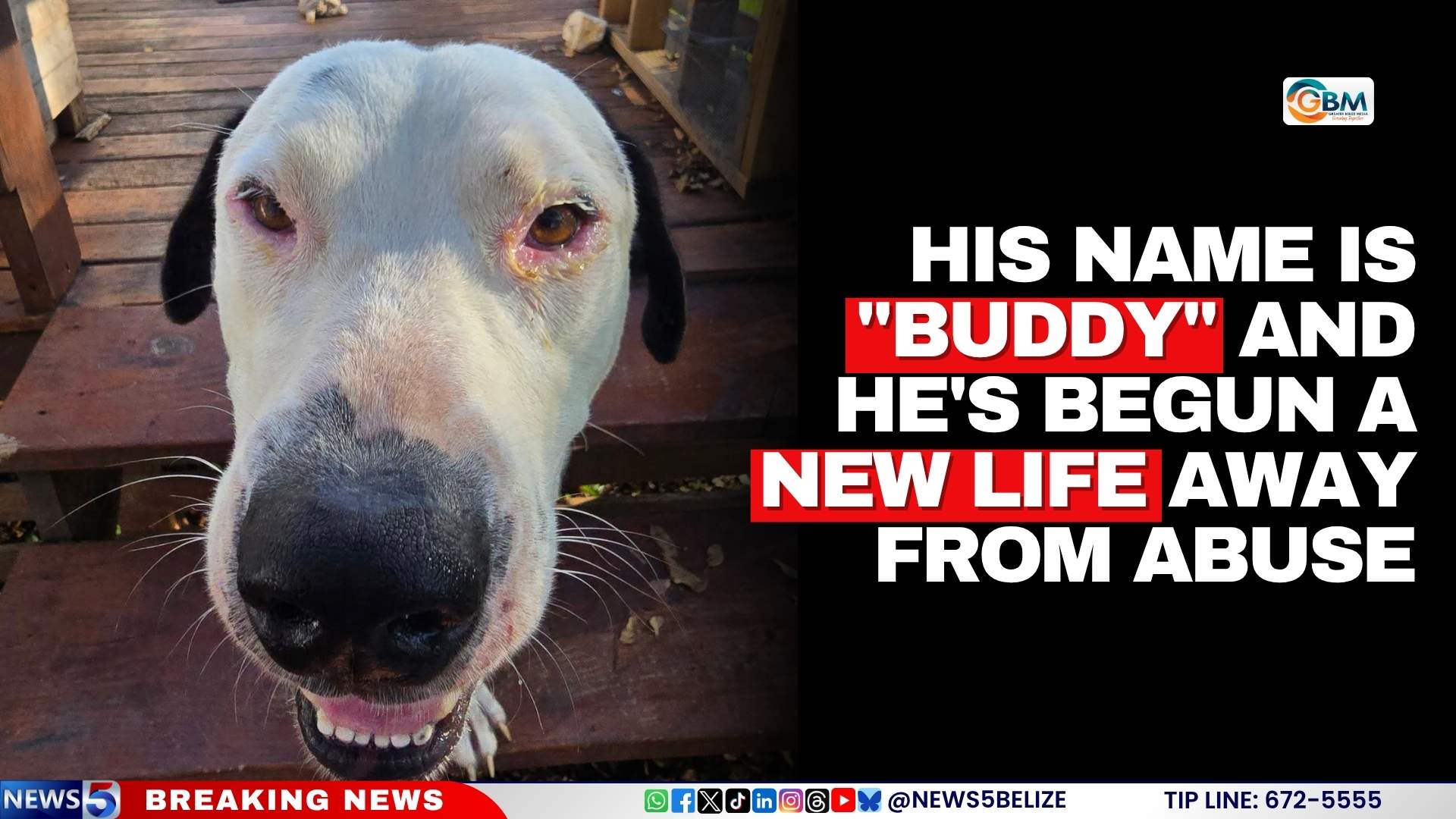 His Name is "Buddy" and He's Begun a New Life Away From Abuse