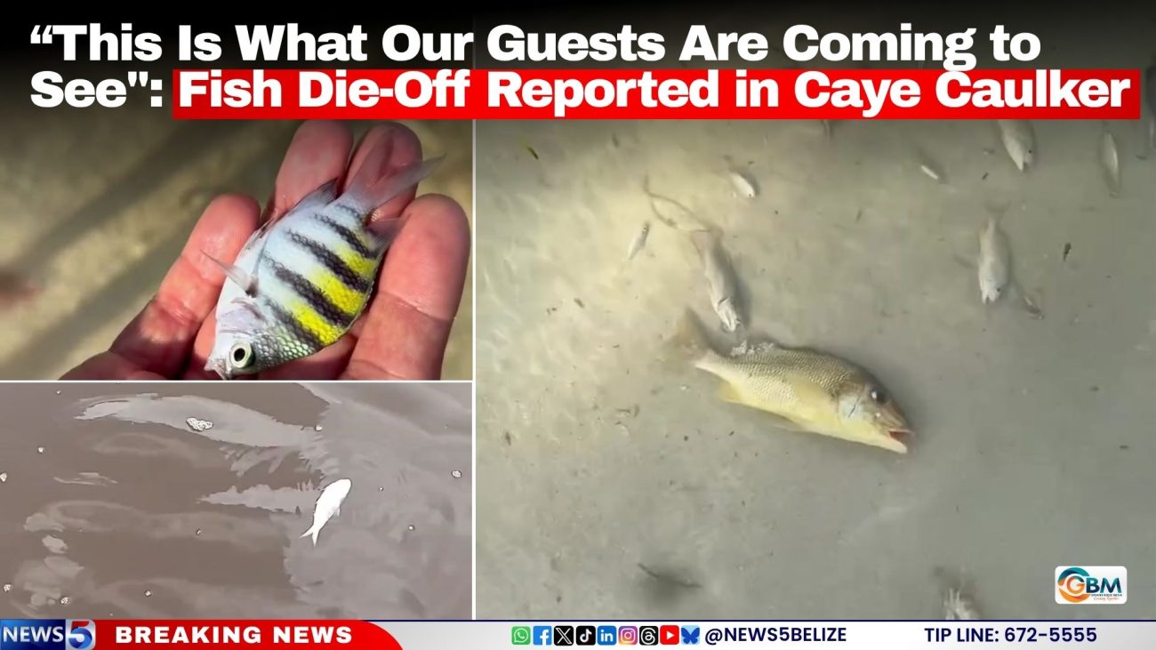 “This Is What Our Guests Are Coming to See": Fish Die-Off Reported in Caye Caulker