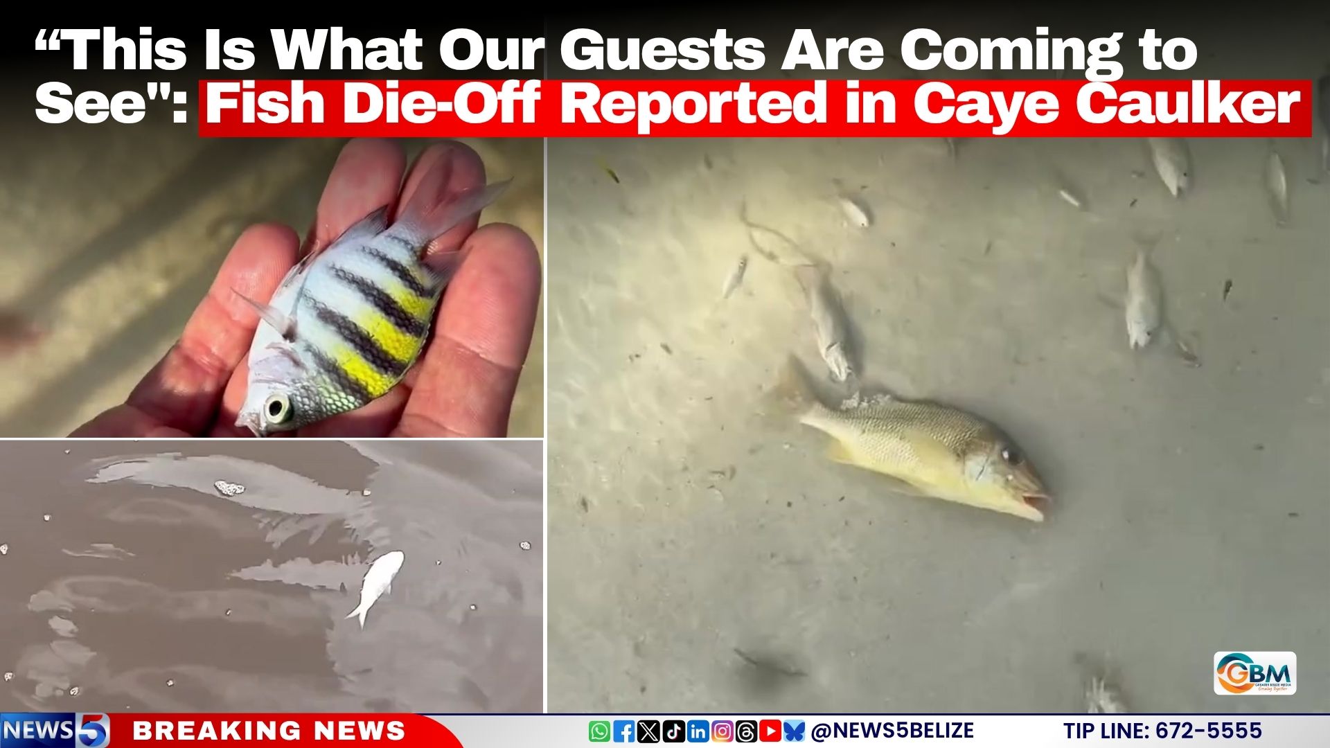 “This Is What Our Guests Are Coming to See": Fish Die-Off Reported in Caye Caulker