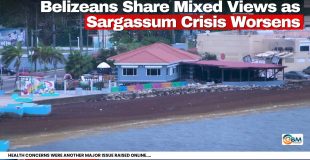 Belizeans Share Mixed Views as Sargassum Crisis Worsens