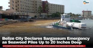 Belize City Declares Sargassum Emergency as Seaweed Piles Up to 20 Inches Deep