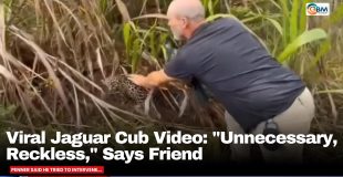 Viral Jaguar Cub Video: 