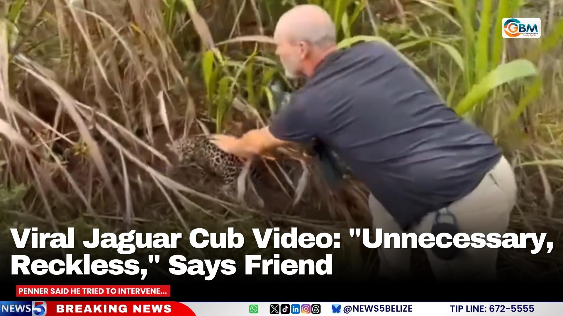 Viral Jaguar Cub Video: "Unnecessary, Reckless," Says Friend
