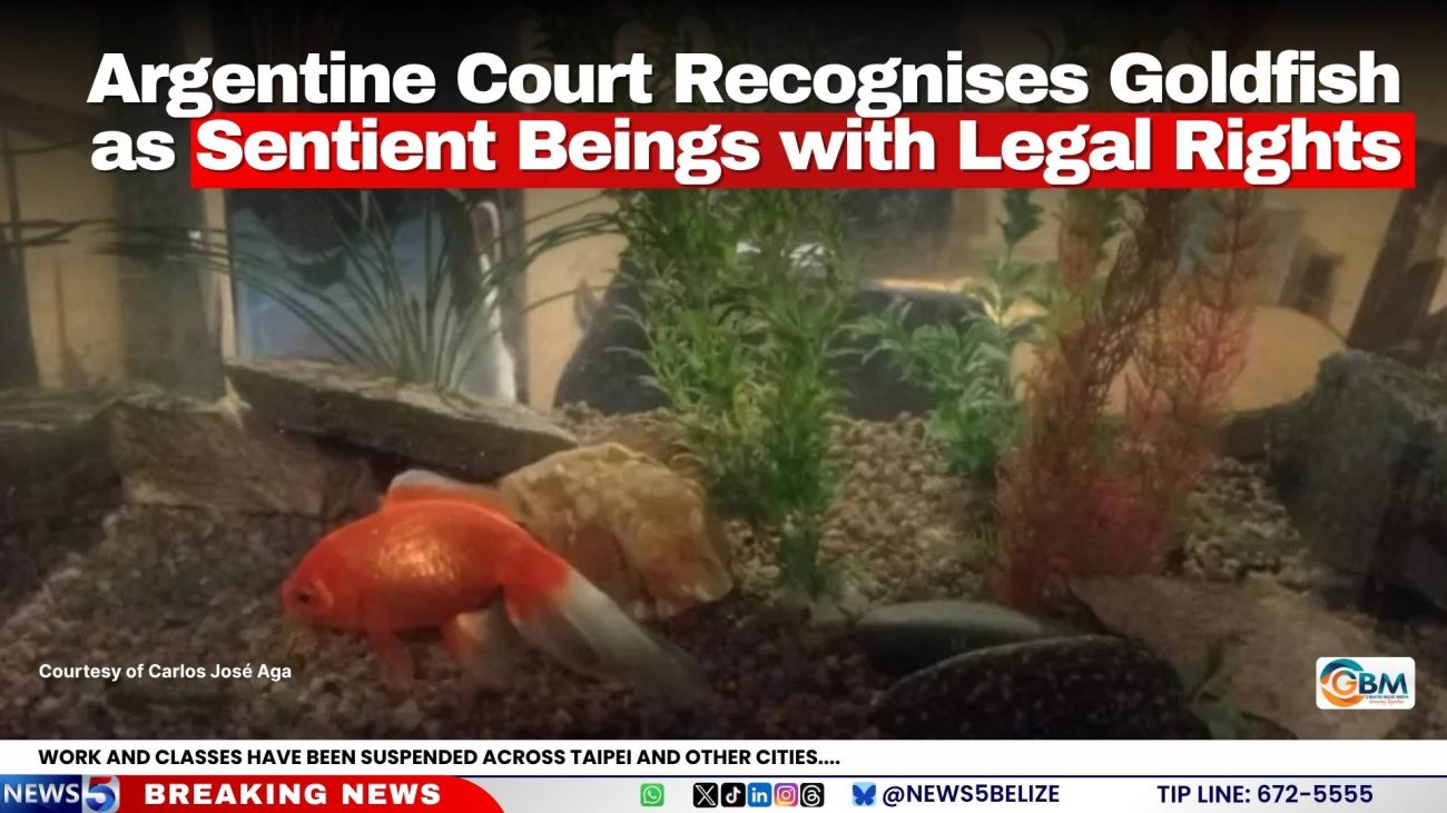 Argentine Court Recognises Goldfish as Sentient Beings with Legal Rights