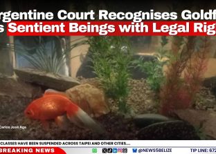 Argentine Court Recognises Goldfish as Sentient Beings with Legal Rights