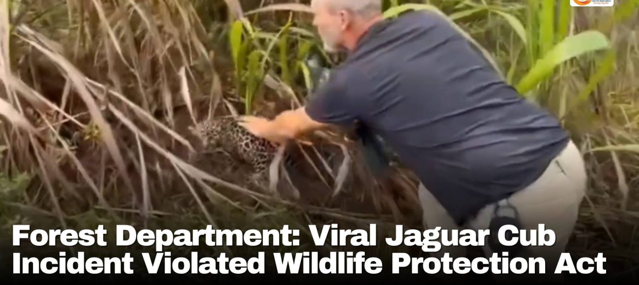 Forest Department: Viral Jaguar Cub Incident Violated Wildlife Protection Act