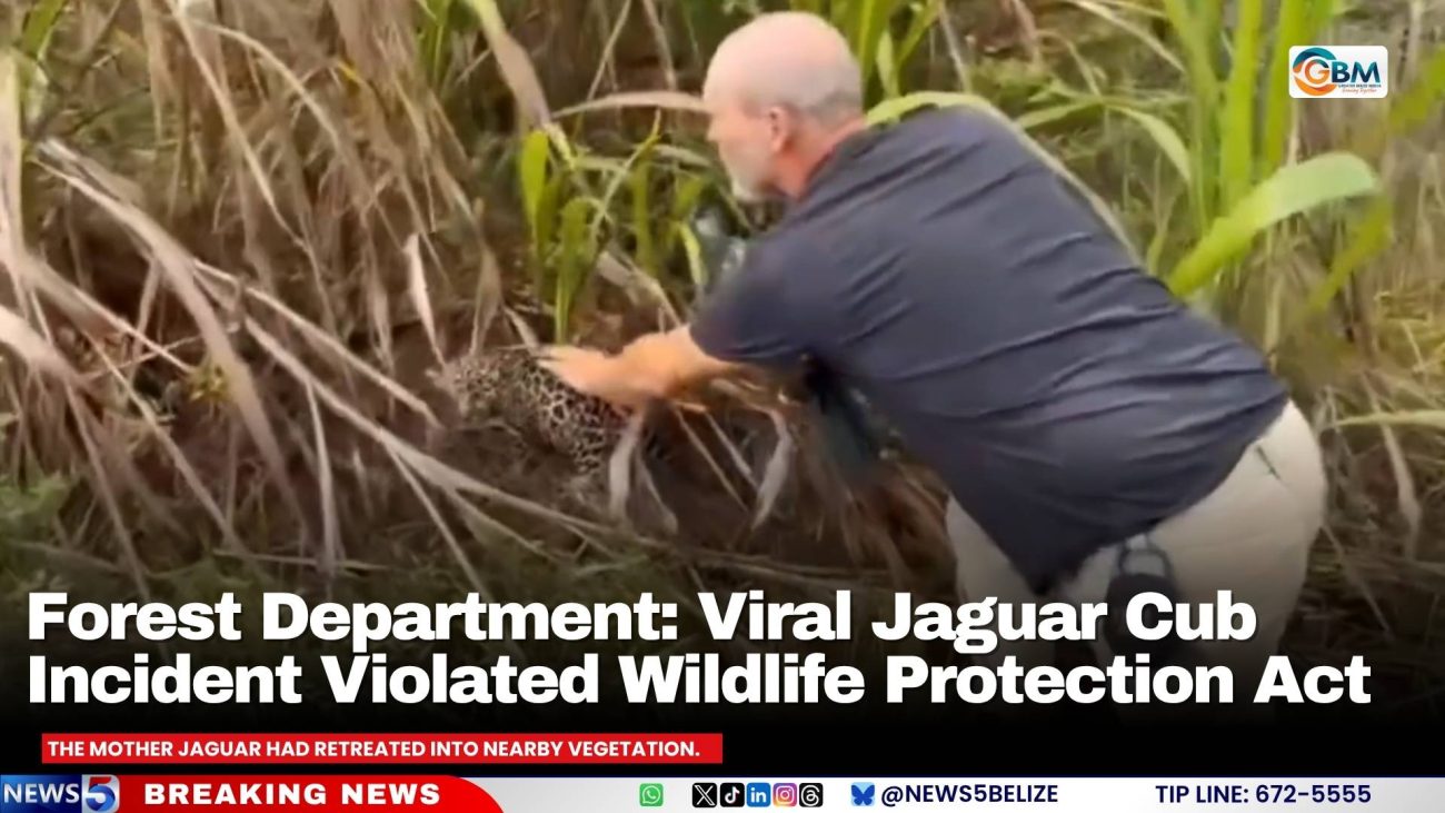 Forest Department: Viral Jaguar Cub Incident Violated Wildlife Protection Act
