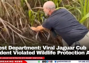 Forest Department: Viral Jaguar Cub Incident Violated Wildlife Protection Act