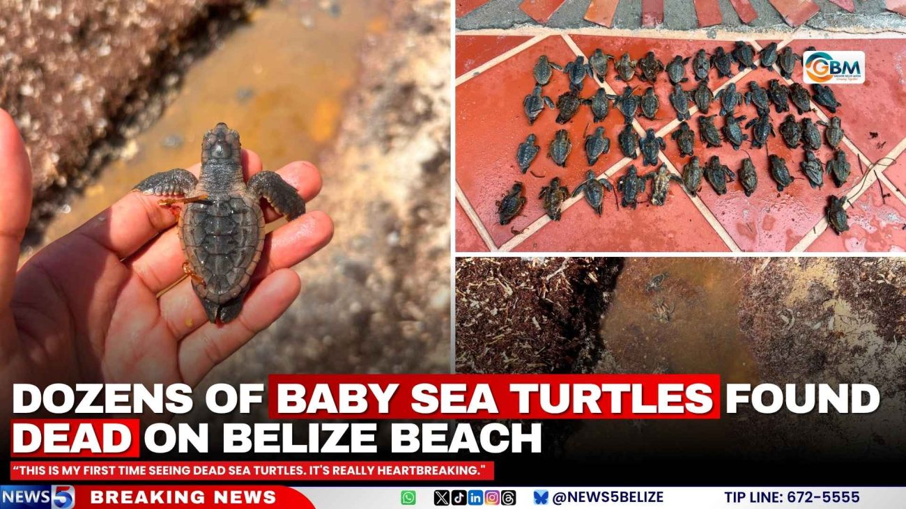 Dozens of Baby Sea Turtles Found Dead on Belize Beach