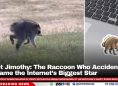 Meet Jimothy: The Raccoon Who Accidentally Became the Internet’s Biggest Star