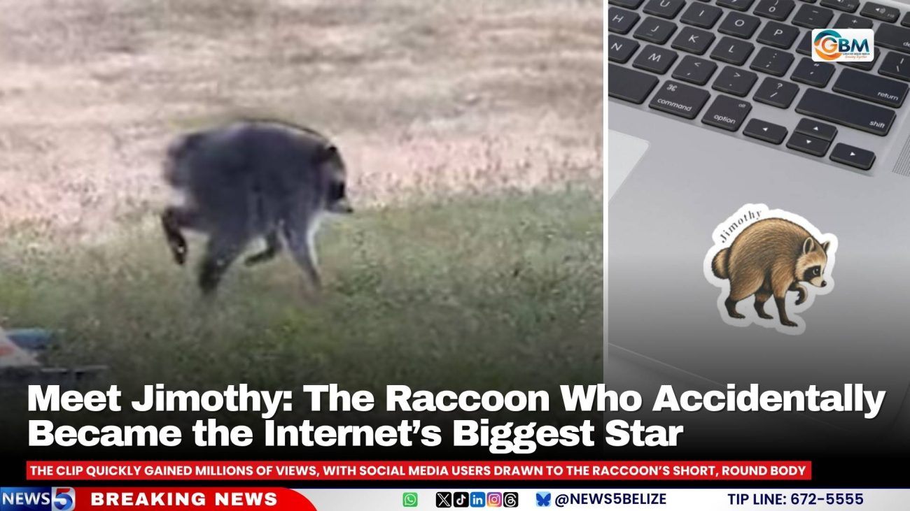 Meet Jimothy: The Raccoon Who Accidentally Became the Internet’s Biggest Star